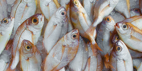 Valle Roberto : pesce fresco